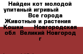 Найден кот,молодой упитаный игривый 12.03.2017 - Все города Животные и растения » Кошки   . Новгородская обл.,Великий Новгород г.